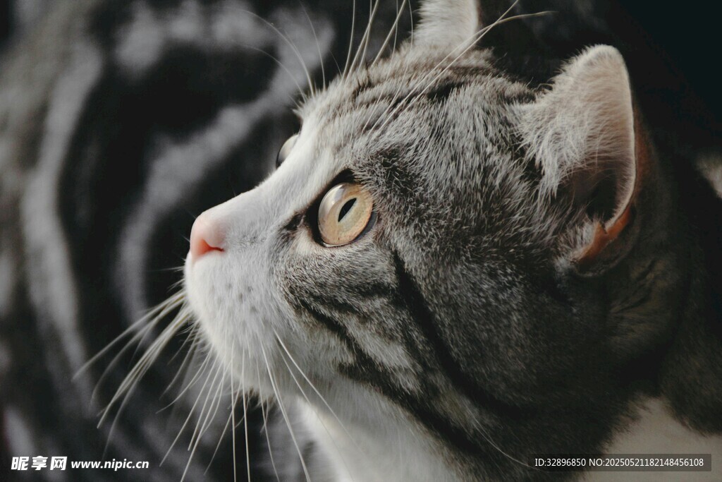 凝视的灰猫