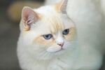 蓝眼白毛猫咪特写