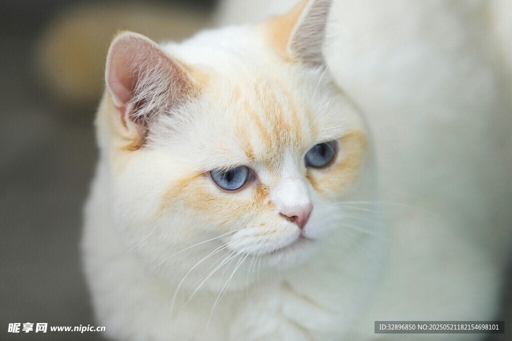 蓝眼白毛猫咪特写