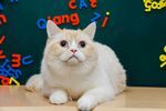 萌猫于数字字母背景前