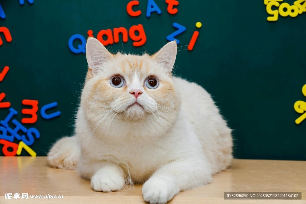 萌猫于数字字母背景前