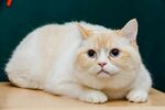 可爱英短猫咪趴坐