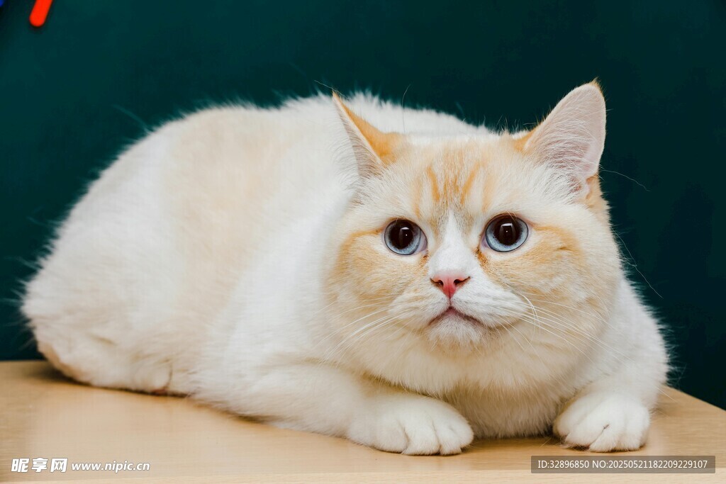 可爱英短猫咪趴坐