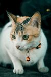 戴铃铛的三色猫咪