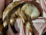 熟睡的猫咪
