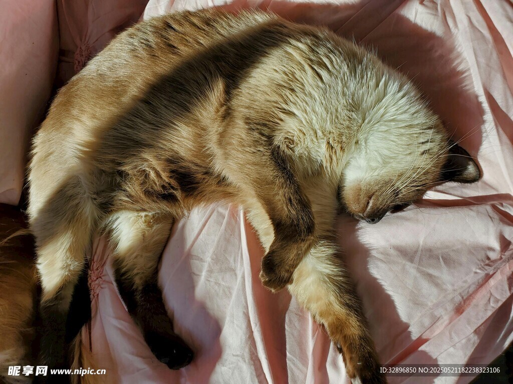熟睡的猫咪