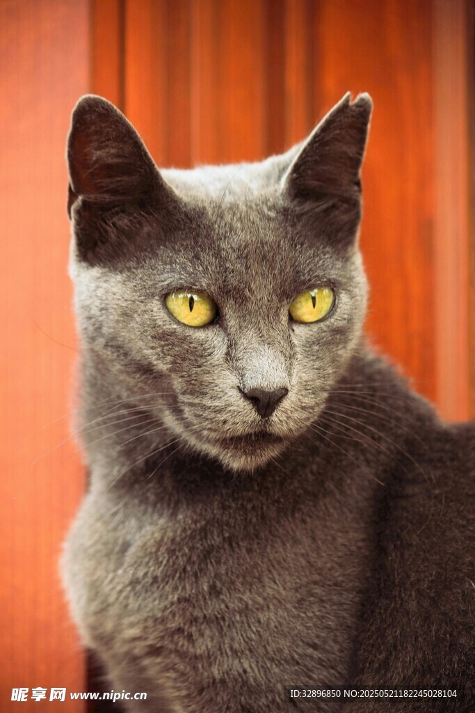 灰猫凝视