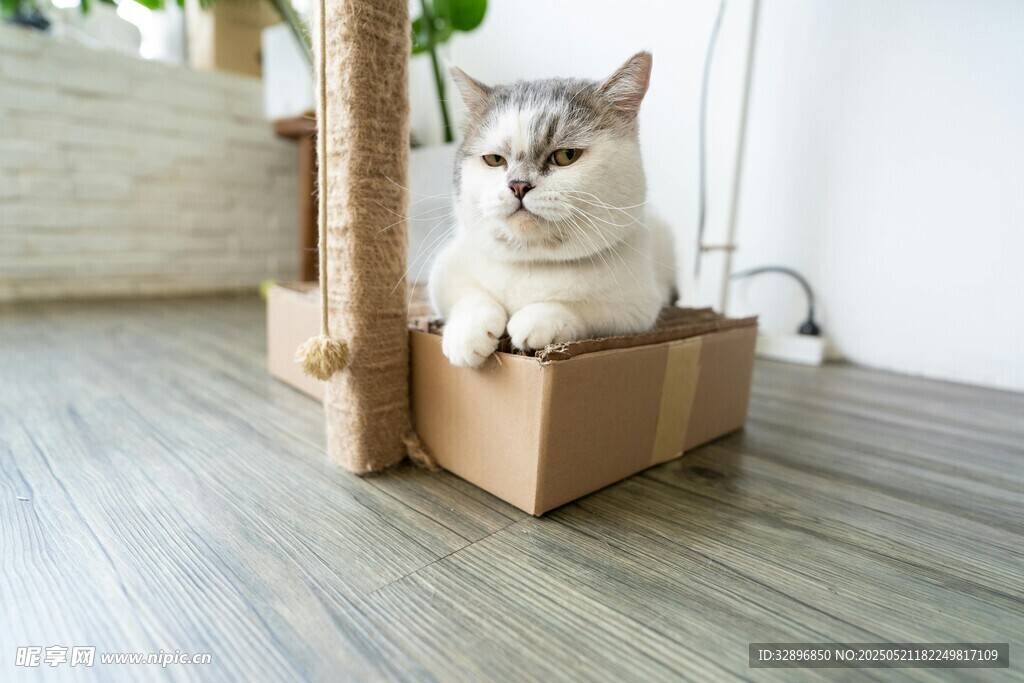 猫咪惬意栖身纸箱中