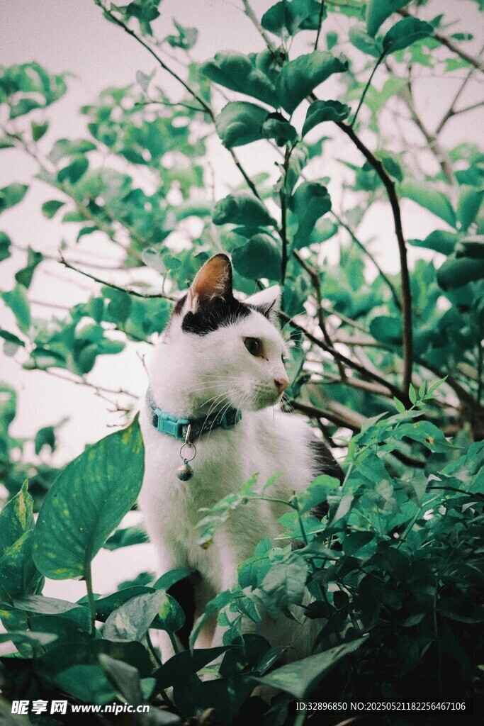 花丛中可爱的白狗