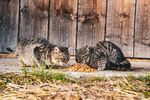 两只猫咪在木墙下进食
