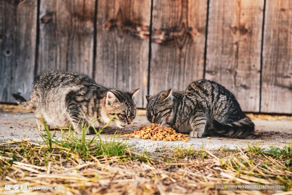 两只猫咪在木墙下进食