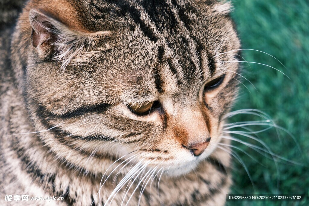 条纹猫咪的静谧瞬间