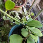 盆栽绿植特写心型