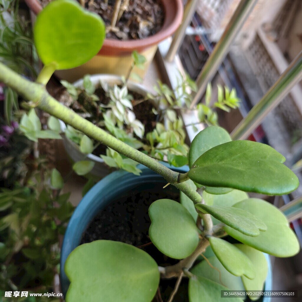 盆栽绿植特写心型