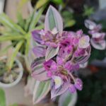 紫边花叶植物特写
