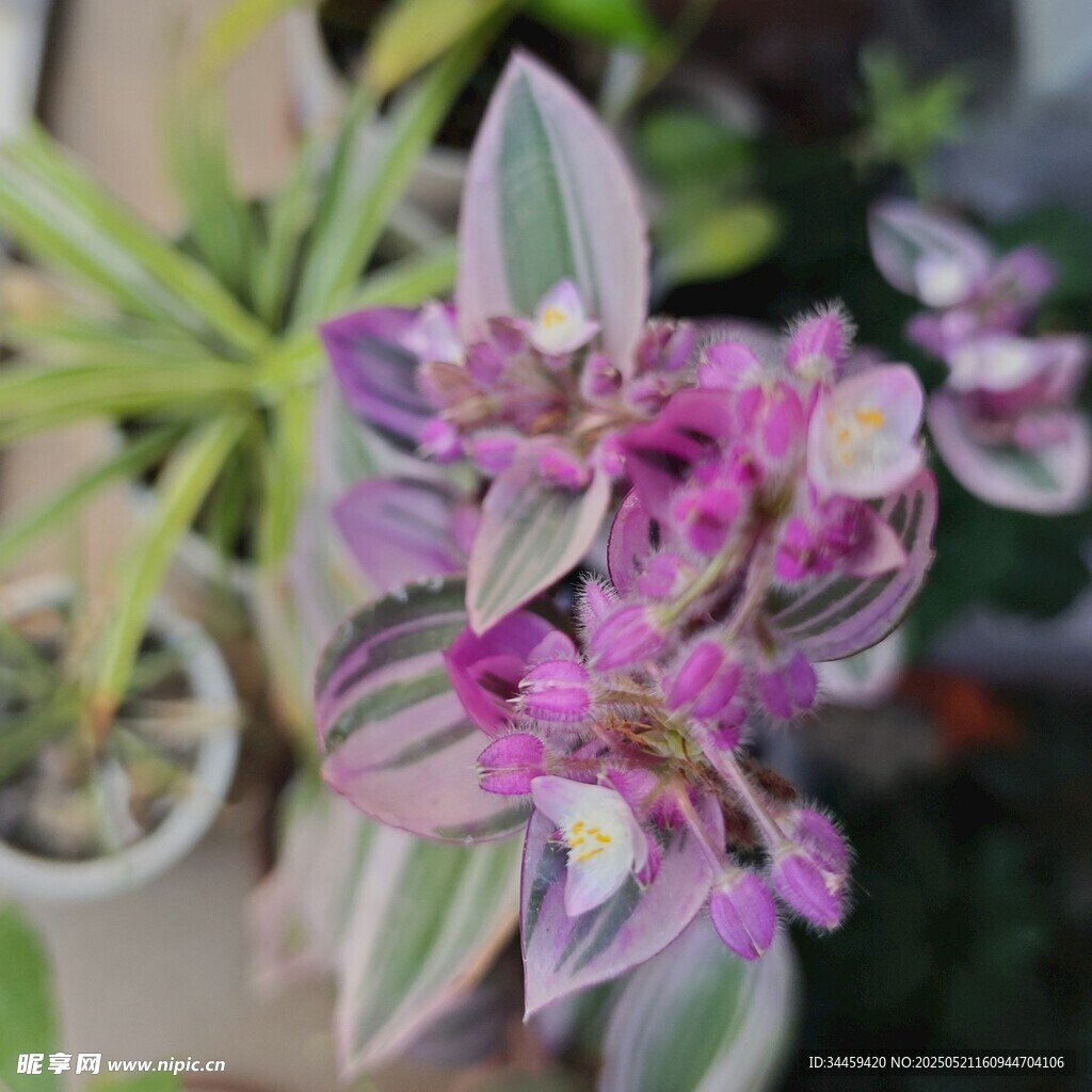 紫边花叶植物特写