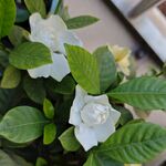 洁白栀子花绽放绿叶间