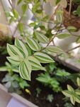 斑斓条纹绿植特写