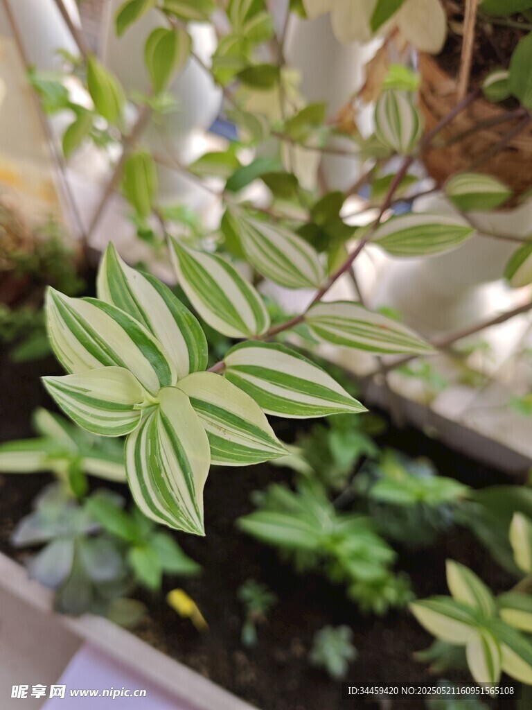 斑斓条纹绿植特写