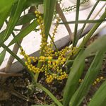 黄色小花绽放绿植间
