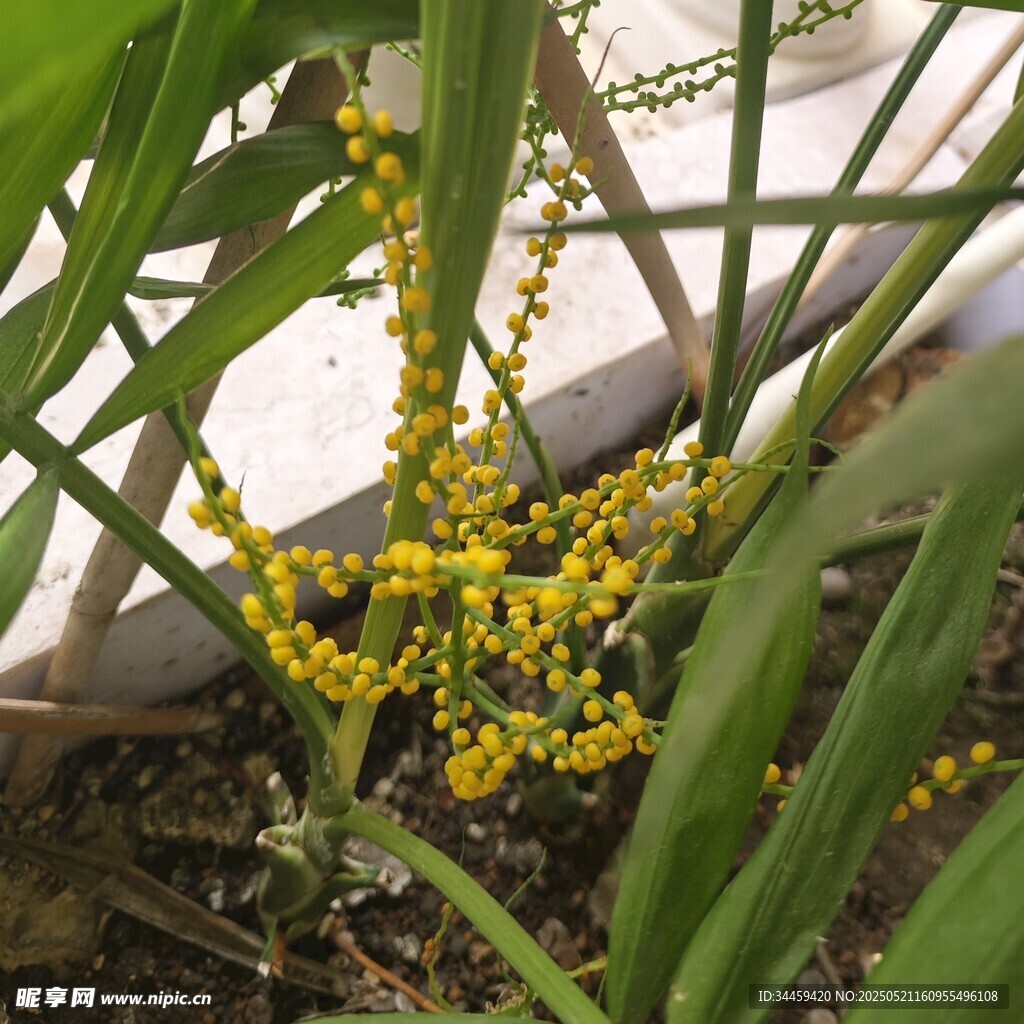 黄色小花绽放绿植间