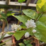 清新绽放的白色茉莉花