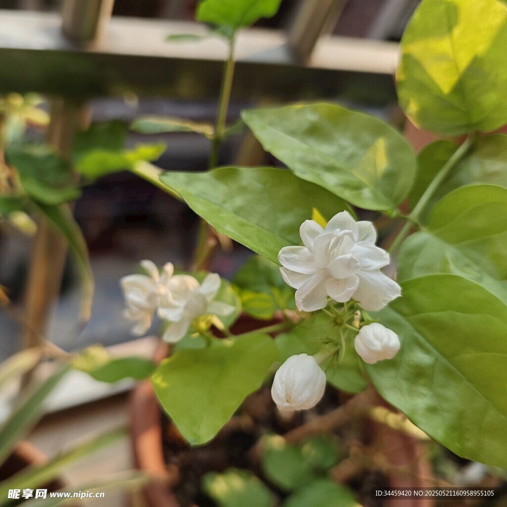 清新绽放的白色茉莉花