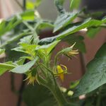 番茄植株上的娇嫩黄色小花
