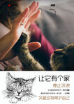 让流浪猫拥有温暖的家