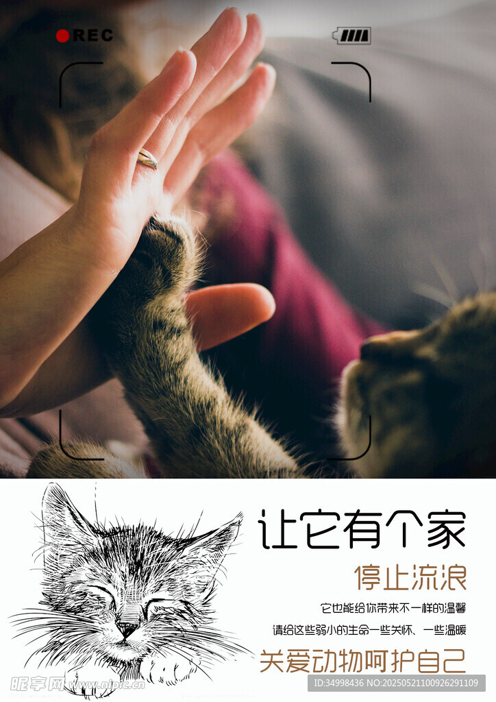 让流浪猫拥有温暖的家