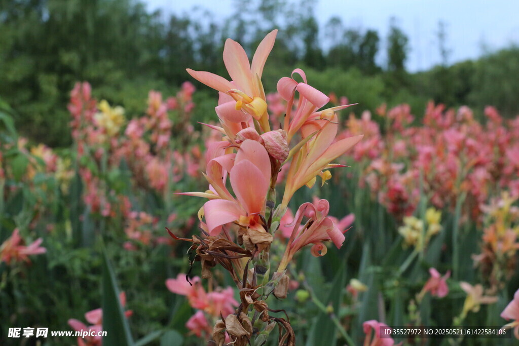 花