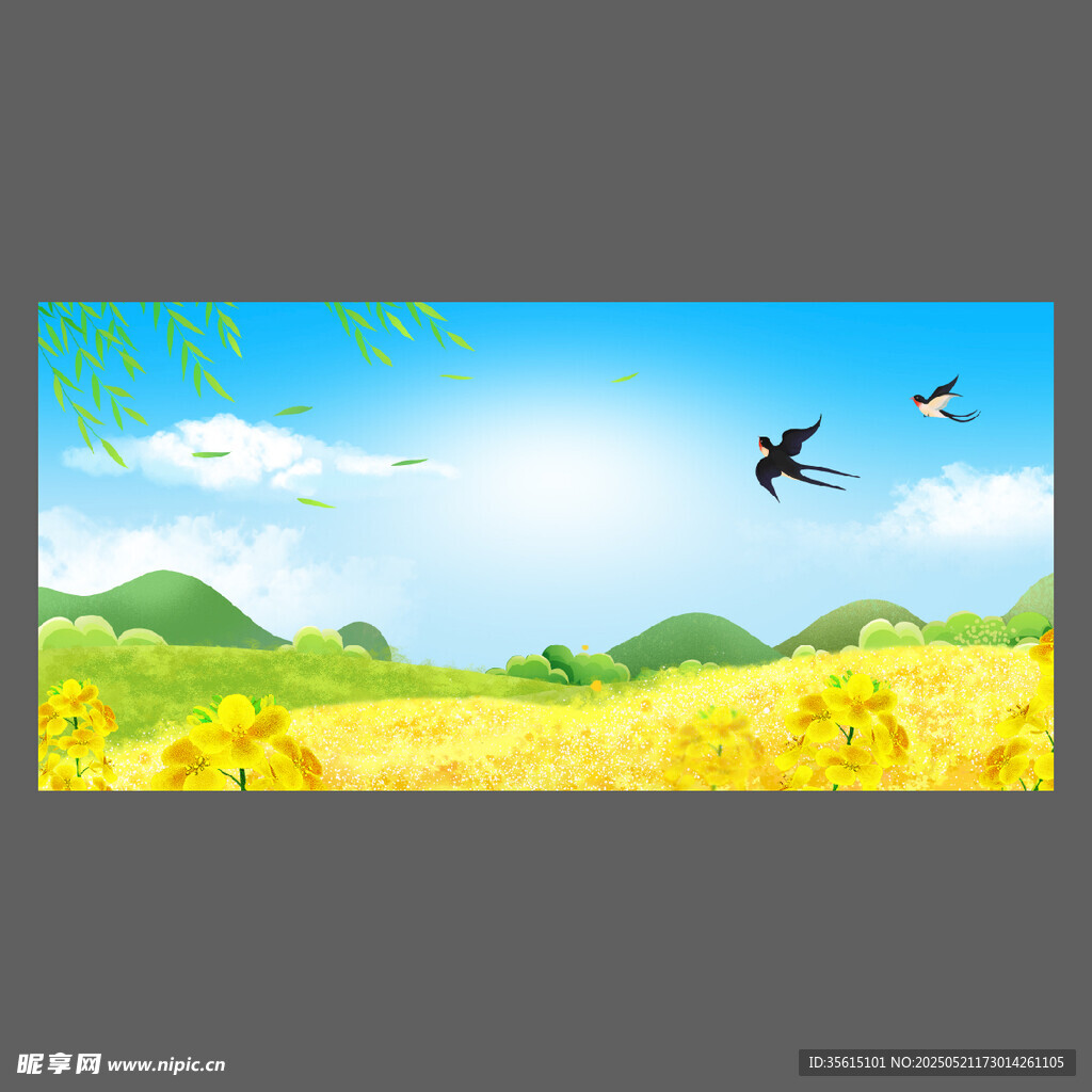 油菜花