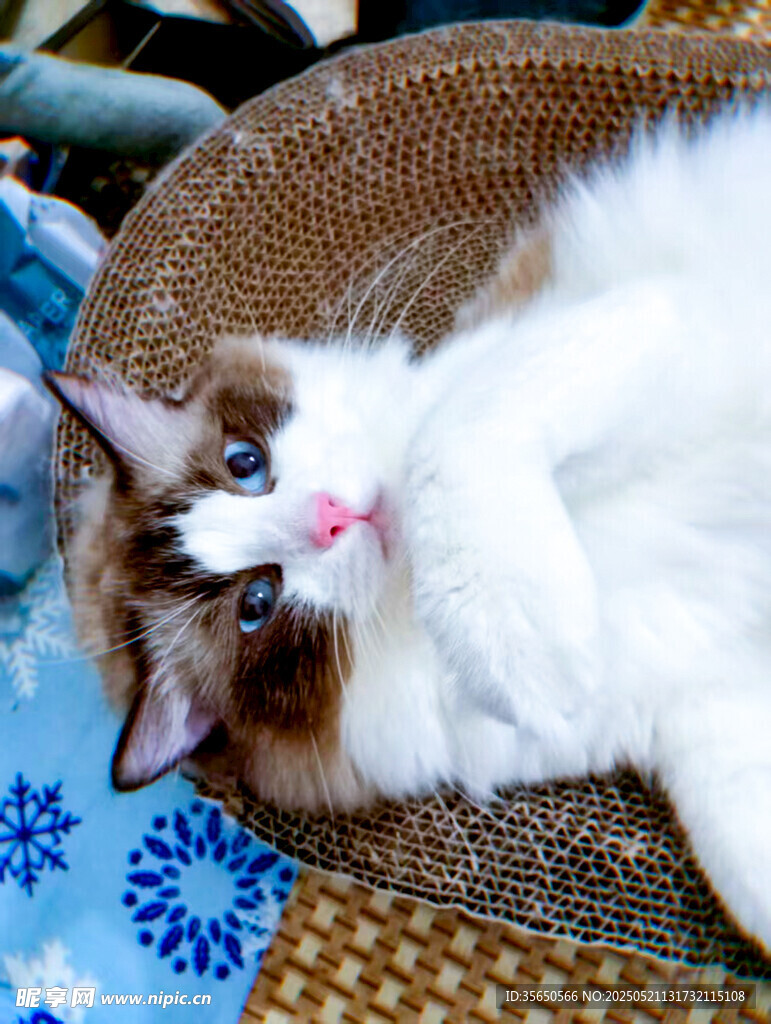 躺卧的双色猫咪