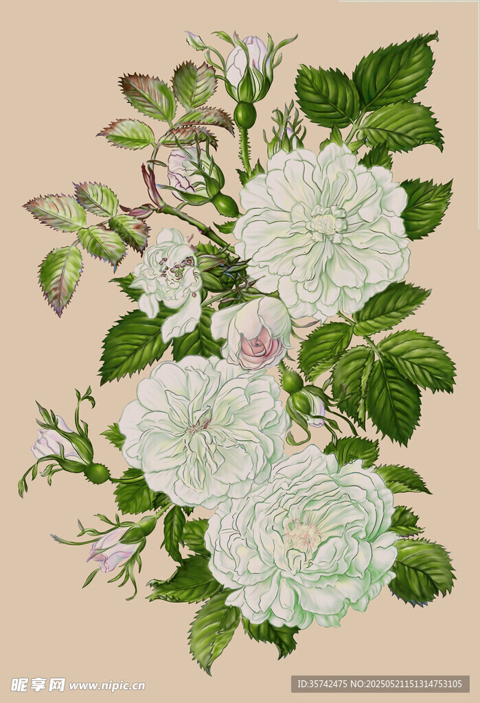手绘白色花卉
