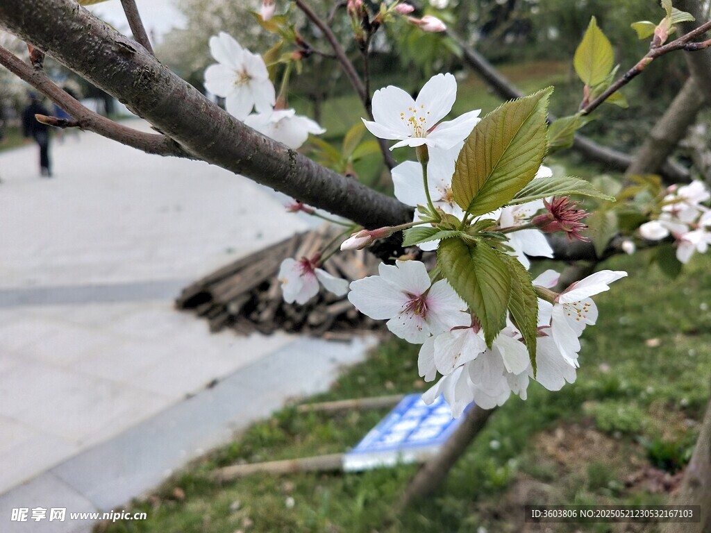 桃花