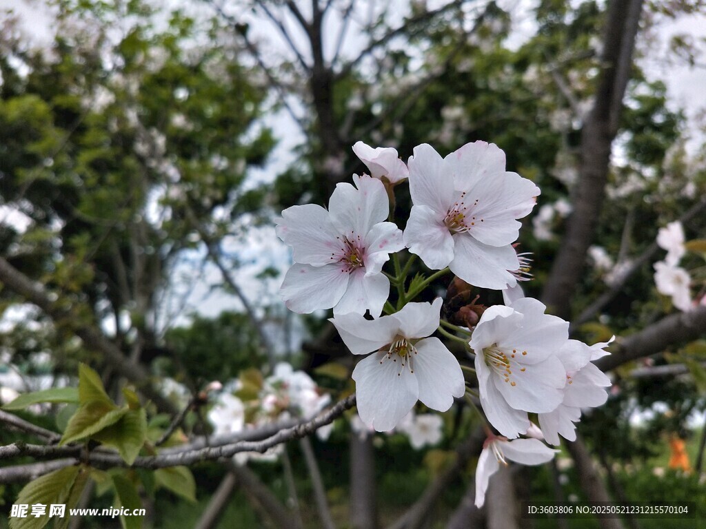桃花