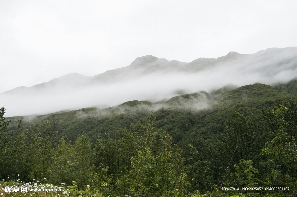 云雾缭绕的山林美景