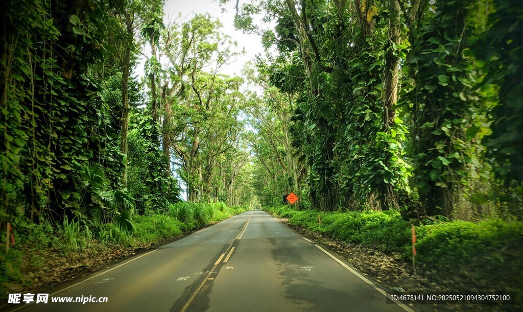 林间静谧公路
