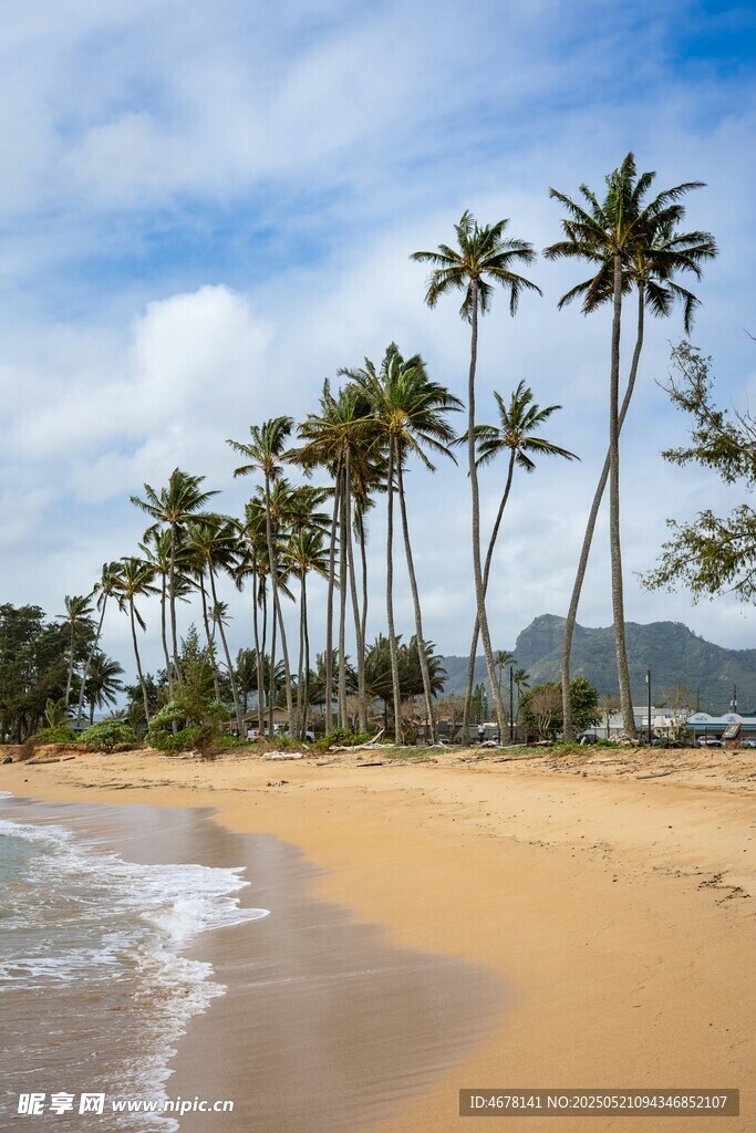 美丽热带海滩椰树风景