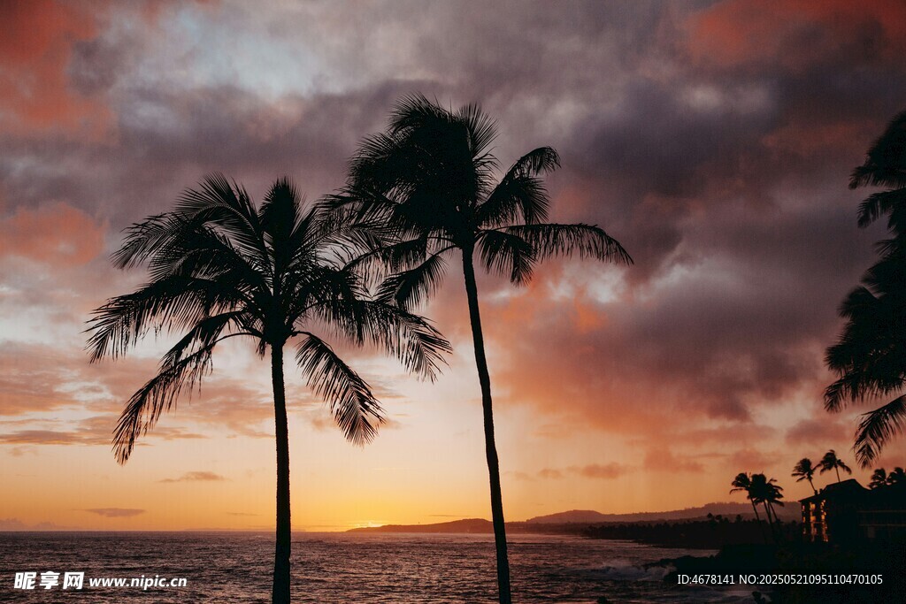 夕阳下的海边棕榈树美景