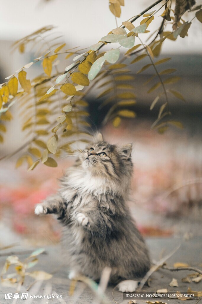 好奇小猫仰头望树枝