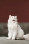 纯白长毛猫端坐凝视