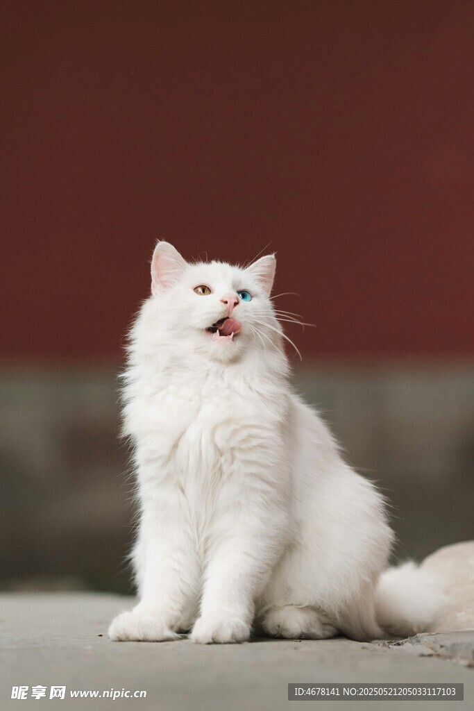 纯白长毛猫端坐凝视