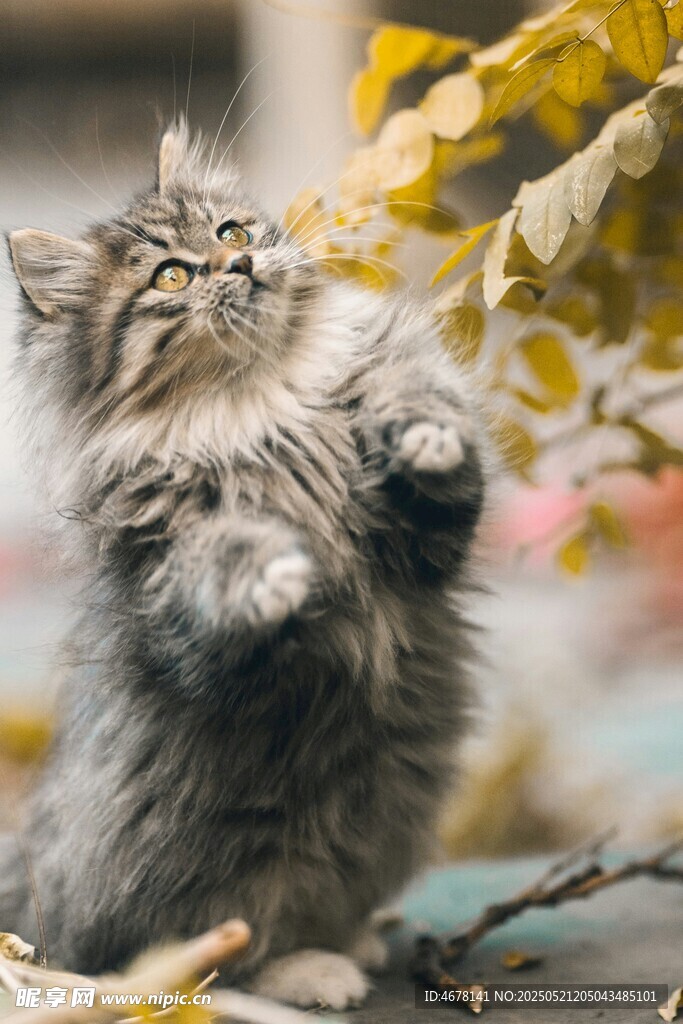萌猫站立仰头望秋叶