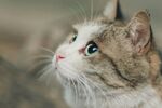 仰头猫咪的可爱瞬间