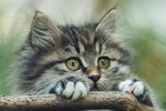 萌猫扒在树枝上好奇张望
