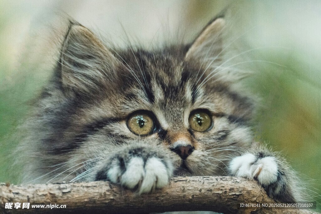 萌猫扒在树枝上好奇张望