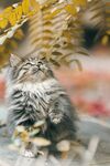 萌猫仰首望秋叶