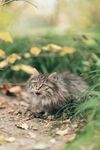 草丛中的可爱小猫咪