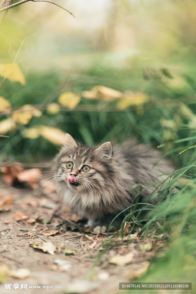 草丛中的可爱小猫咪